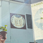 Flash-mob a Bassano nel giorno del “420”: legalizzare la cannabis favorisce l’economia