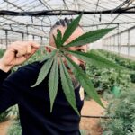 Bevande alla cannabis come “terza via” del bere: è una gara con l’alcol negli Stati Uniti